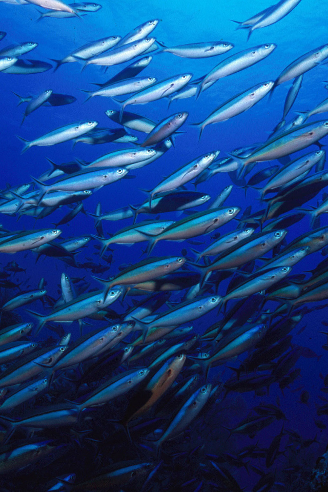 Стая серебристых рыб