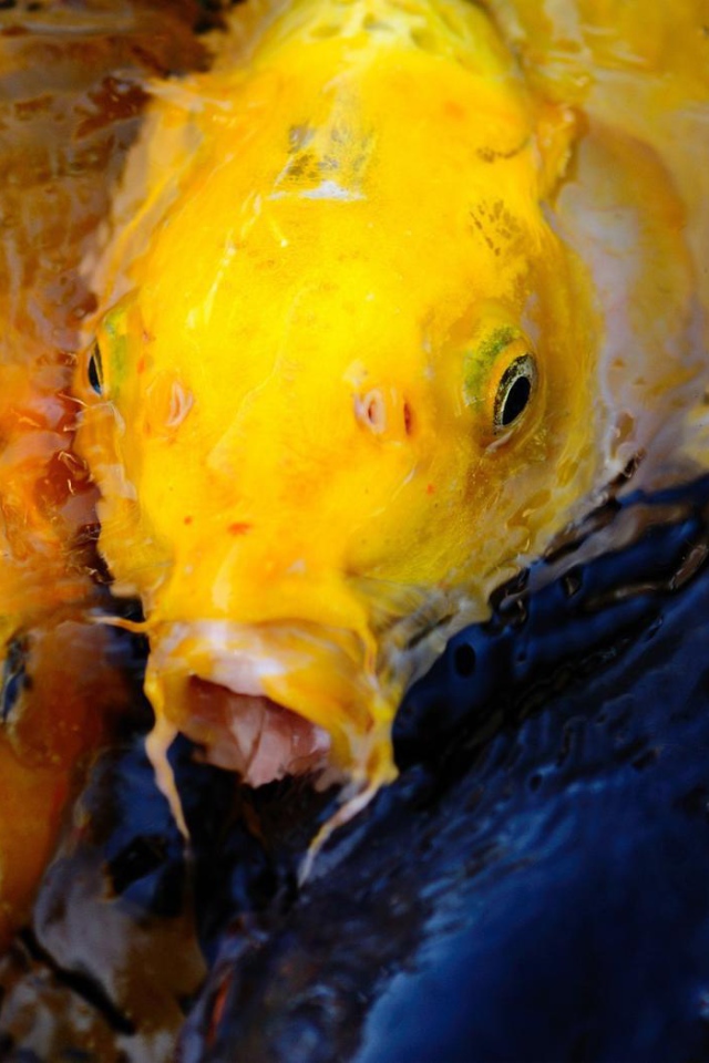 Пара желтых рыб