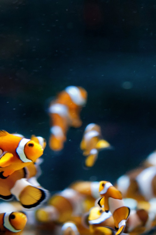 Аквариумные рыбки