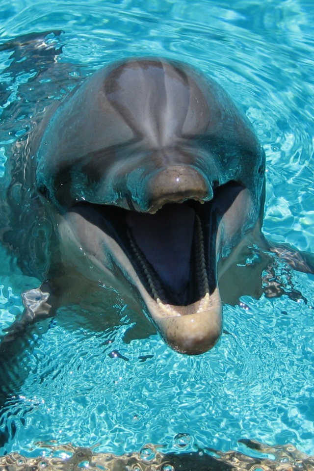 Веселый дельфин в бассейне