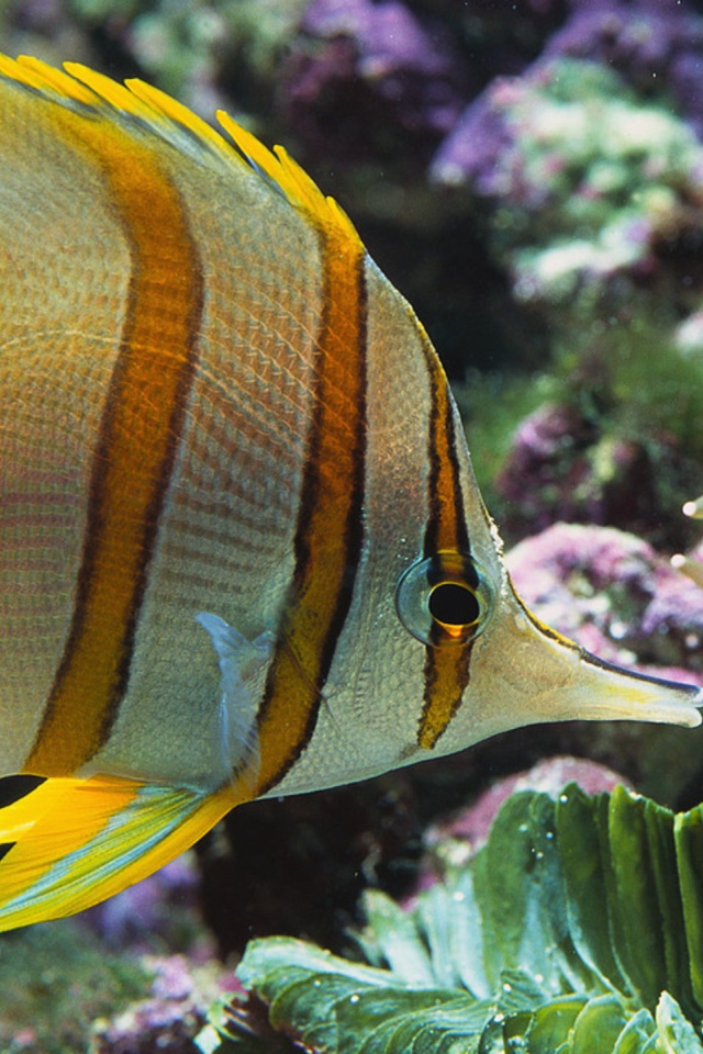 Аквариумная цветная рыба