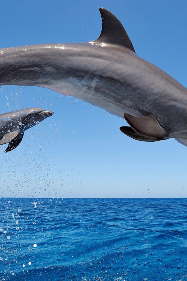 Прыжок дельфина