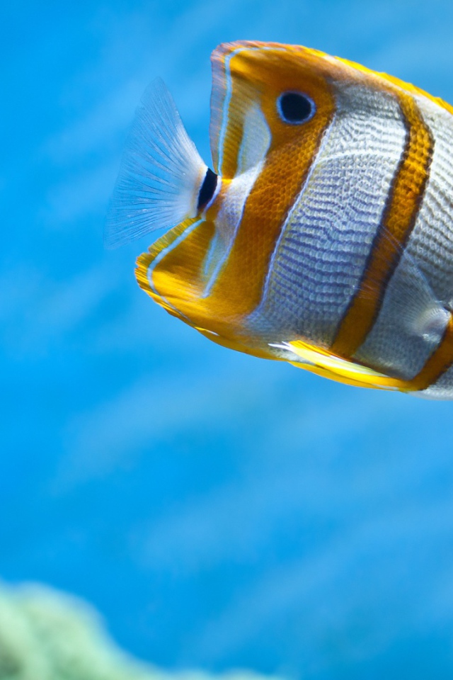 Рыбы бабочки