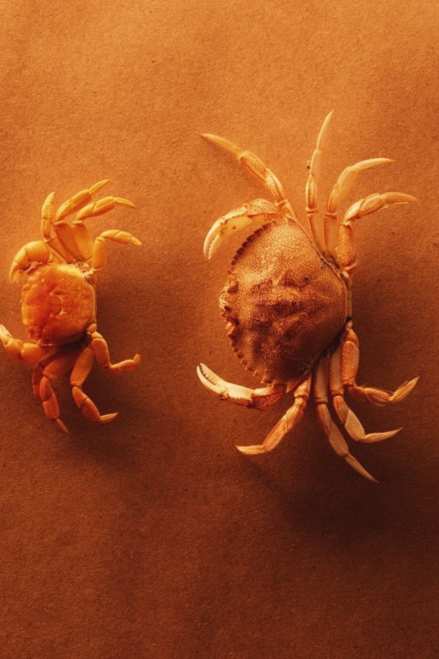 Крабы выстроились по росту