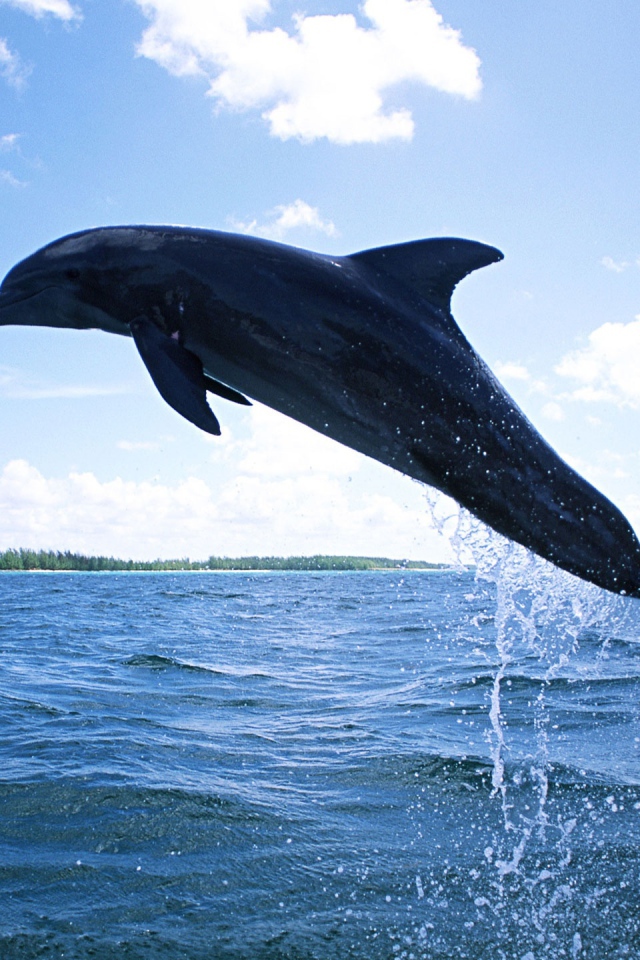 Плавающий дельфин