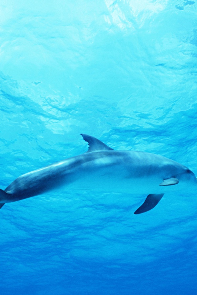 Дельфин в голубом море