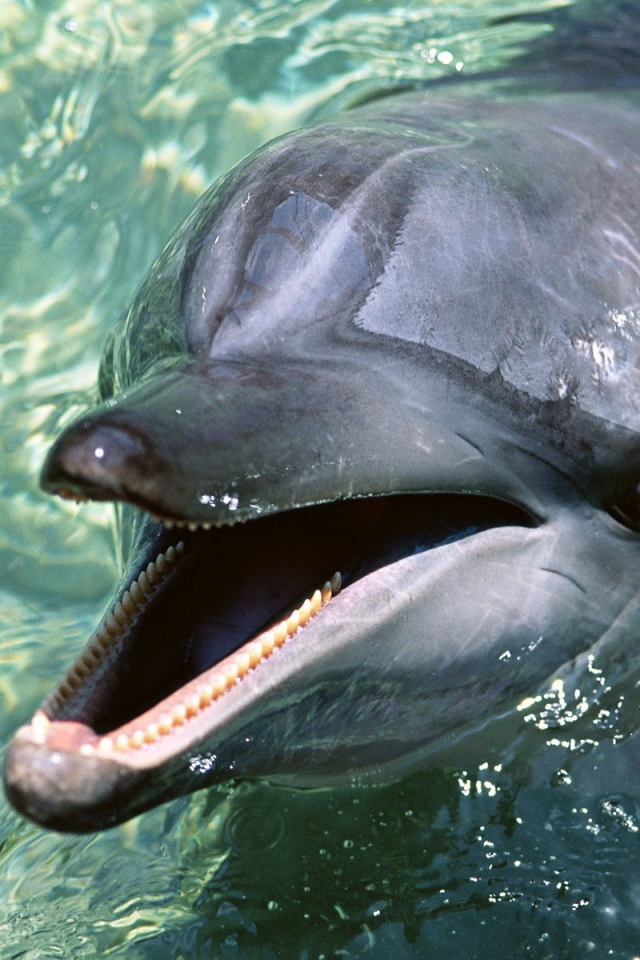 Дельфин выглянул из воды