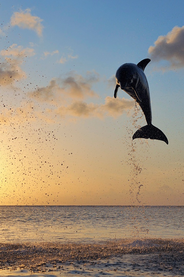Дельфины в заливе