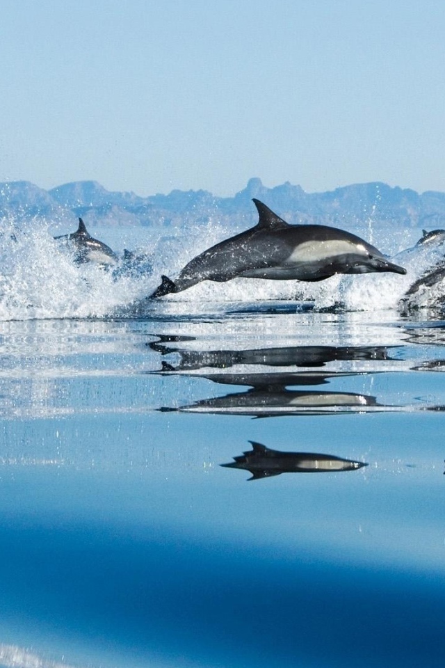 Дельфины в море