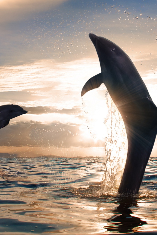 Дельфины играют в море