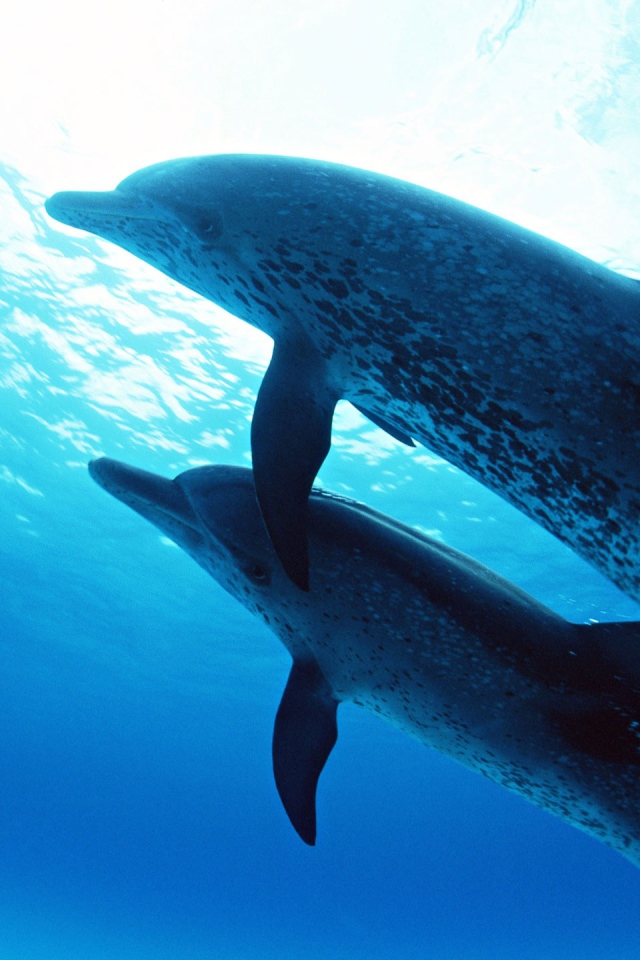 Дельфины на глубине