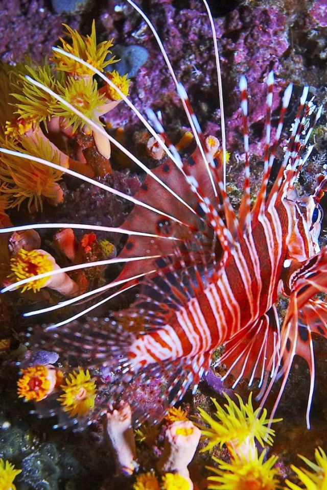 Фантастическая тропическая рыба