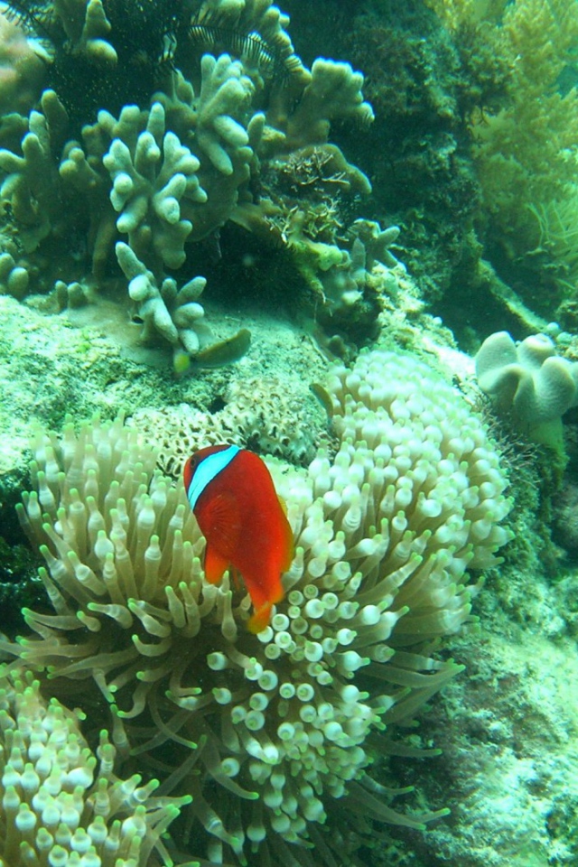Рыба среди кораллов