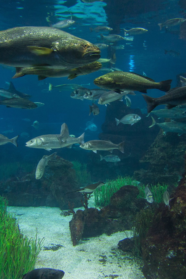 Рыбы в реке