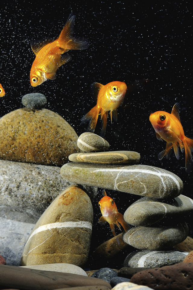 Золотые рыбки