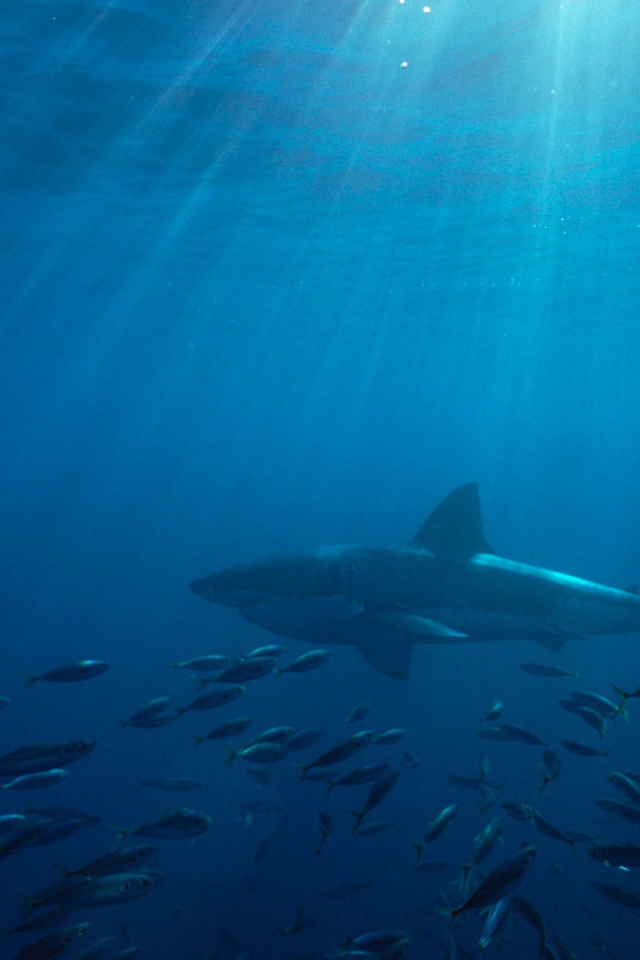 Большая белая акула в Австралии