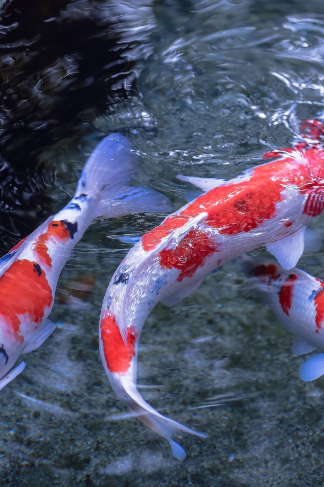 Японские карпы в воде