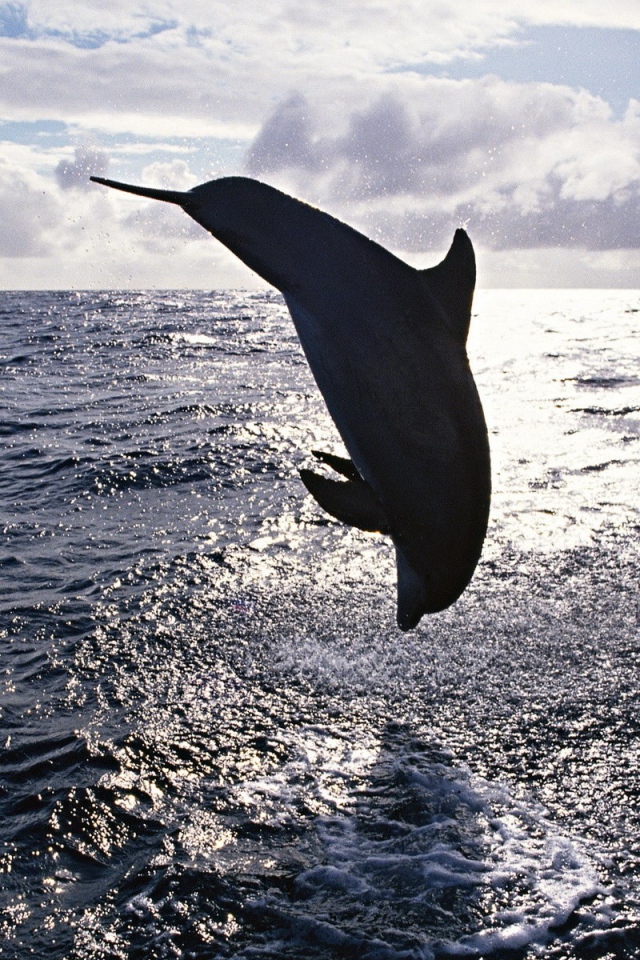 Прыжок дельфина