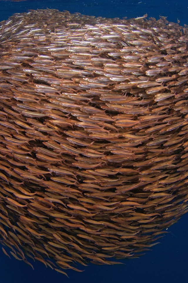 Большой косяк рыбы