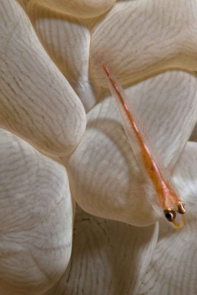 Маленькая рыба