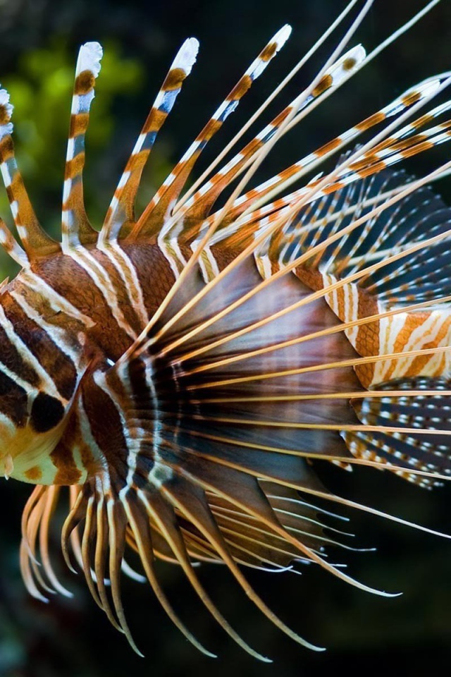 Светящеяся коралловая рыба