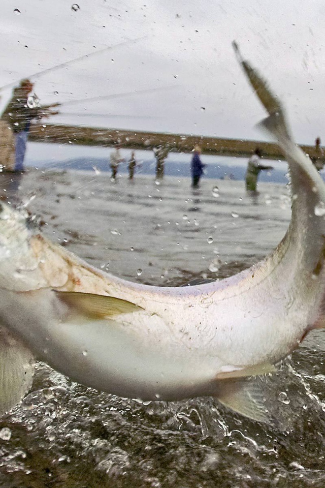 Массовая рыбалка