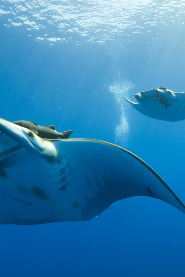 Жизнь океана