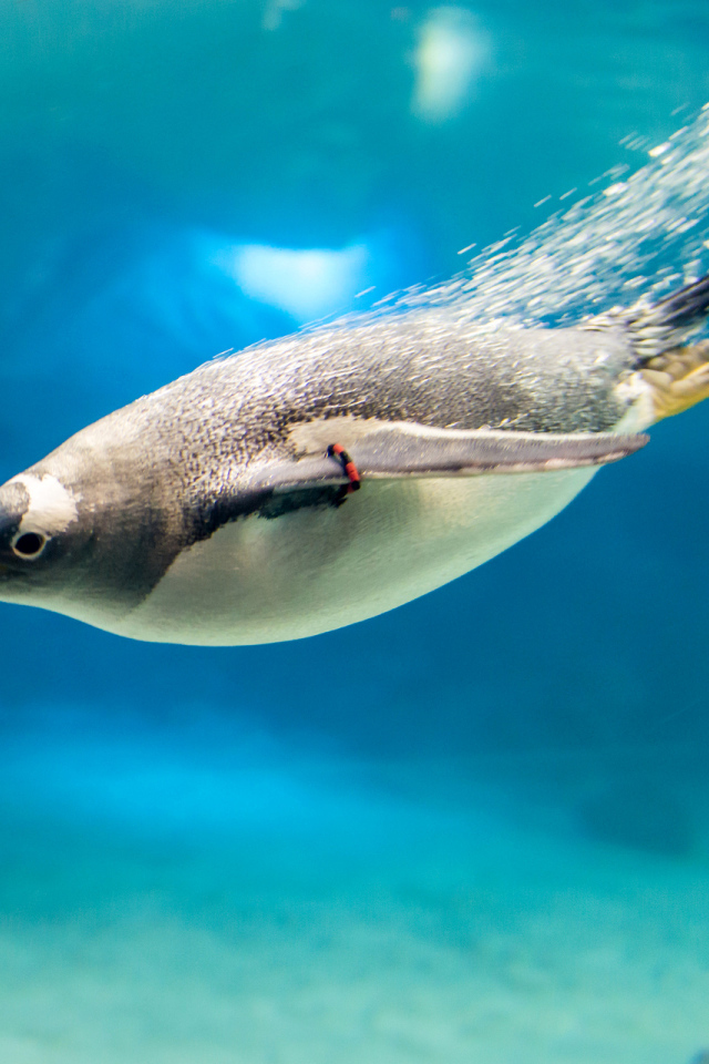 Пингвин ныряет в воду