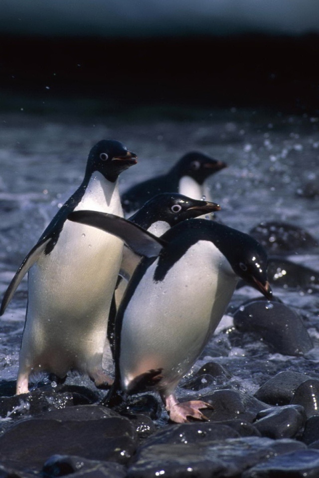 Пингвины выходят на берег