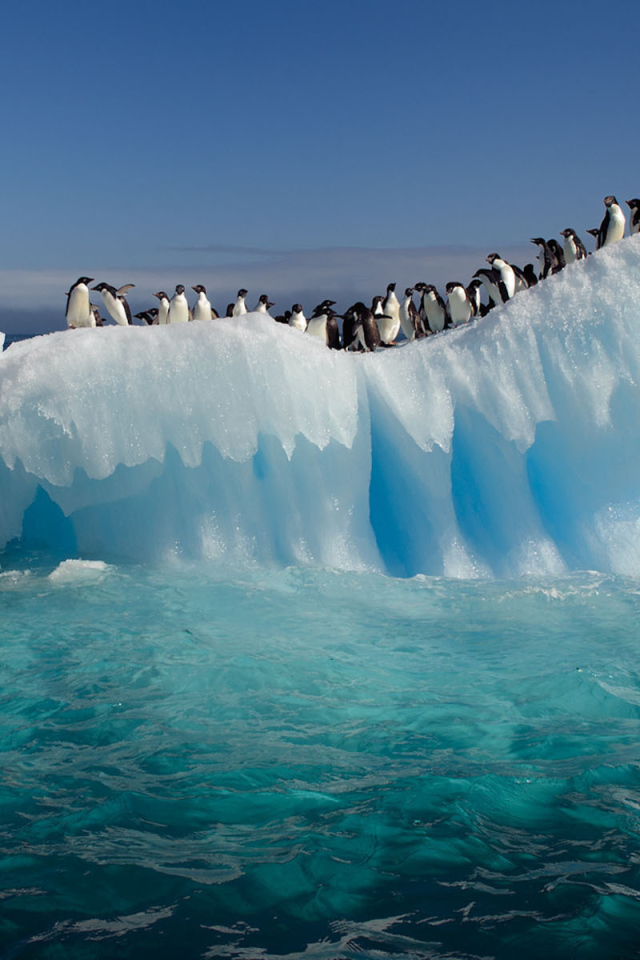 Пингвины на тающей льдине