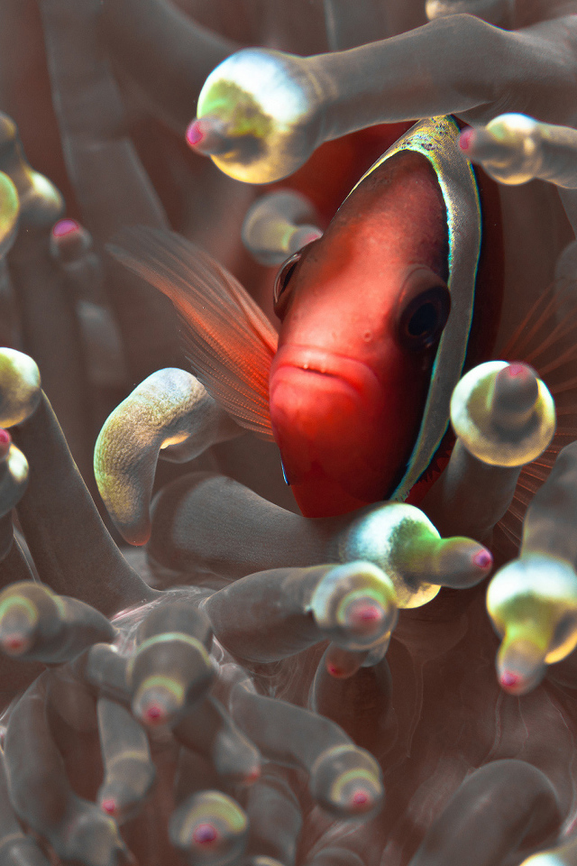 Красная глазастая рыбка