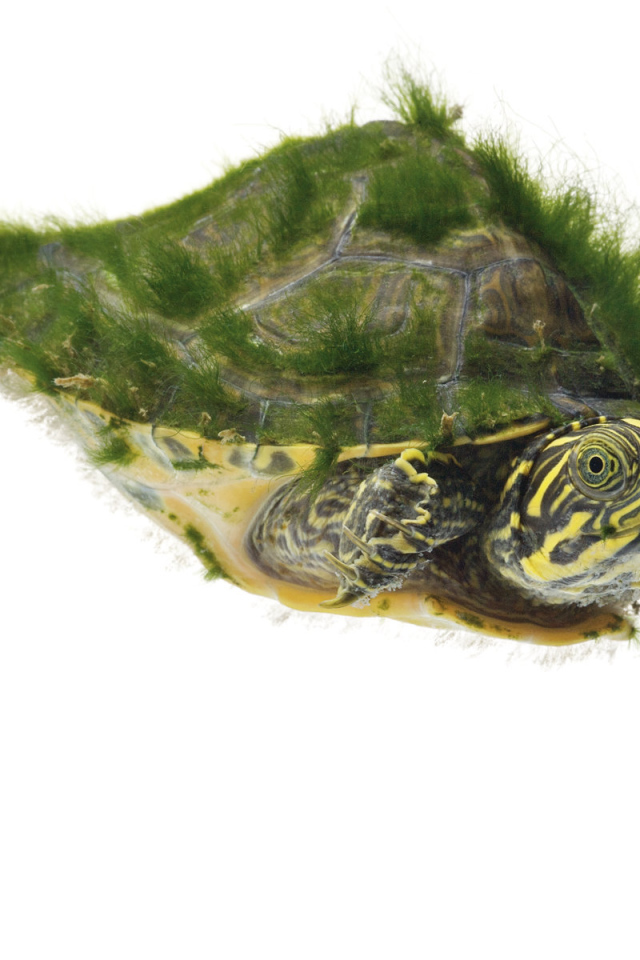 Морская черепаха покрытая мохом