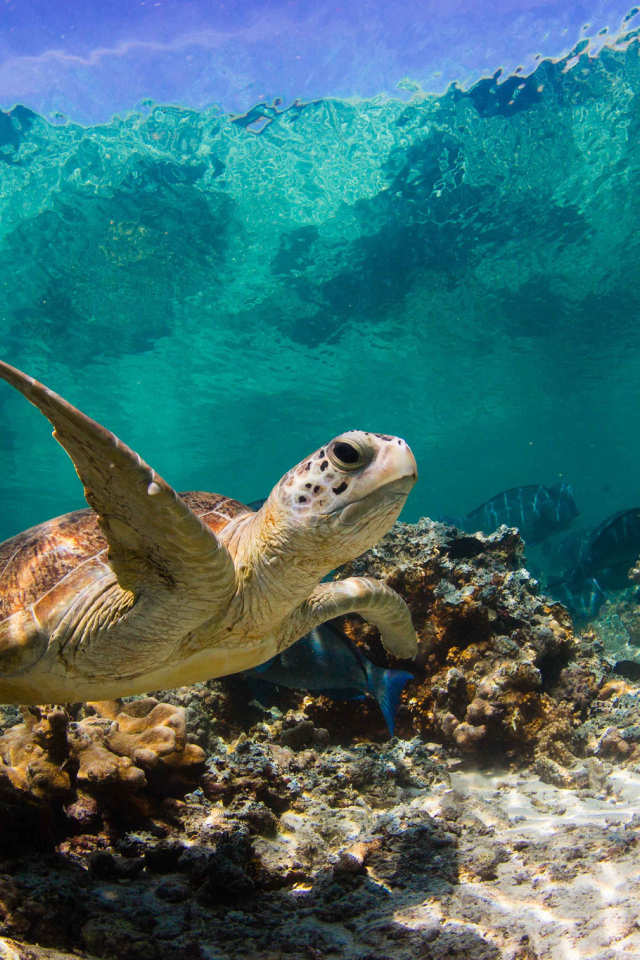 Морская черепаха под водой