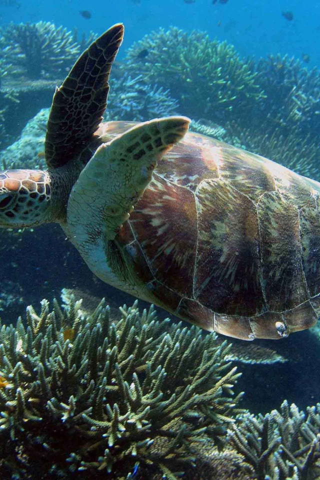 Морская черепаха под водой