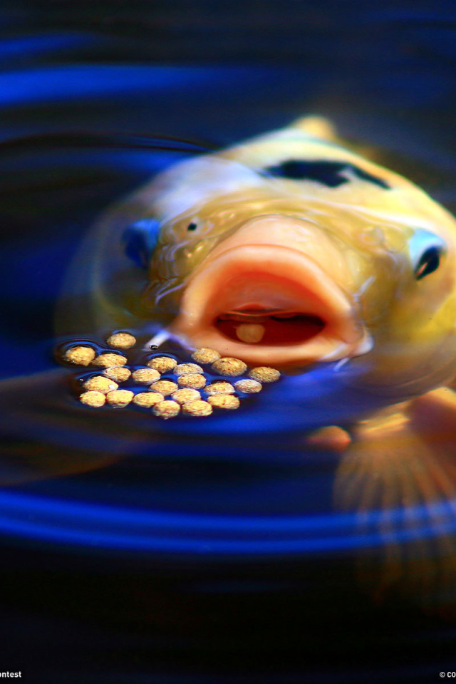 Рыба ест корм