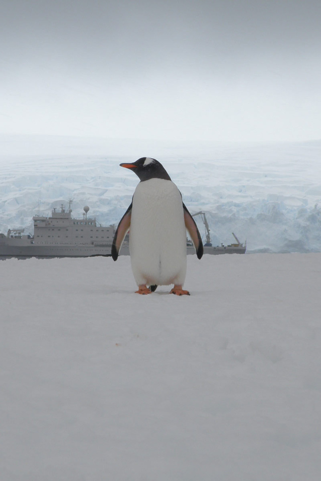 Единственный пассажир с корабля