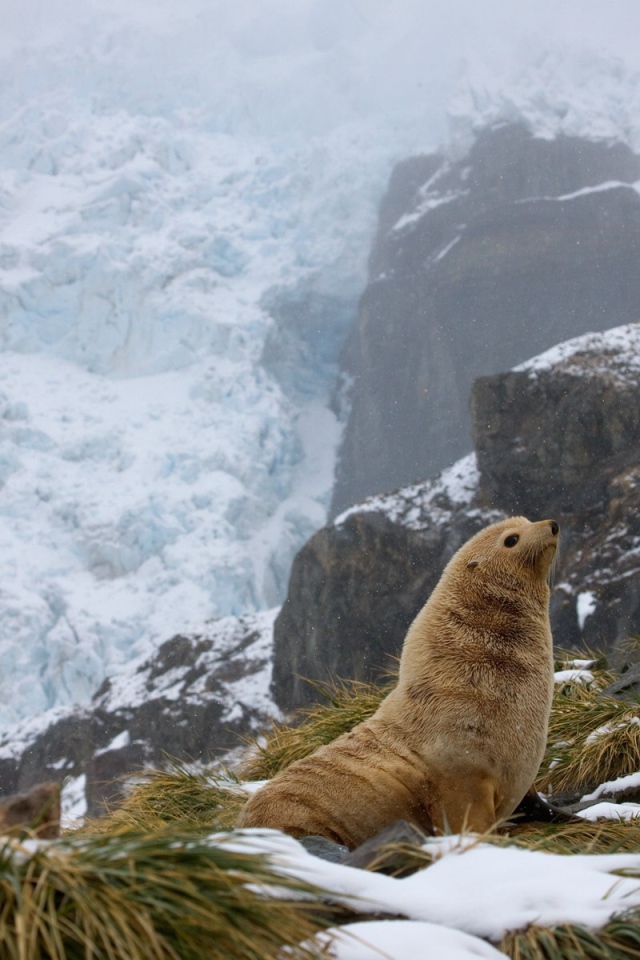 Тюлень в горах