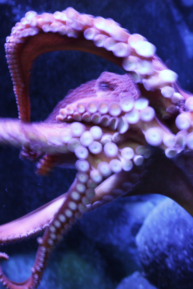 Присоски осьминога