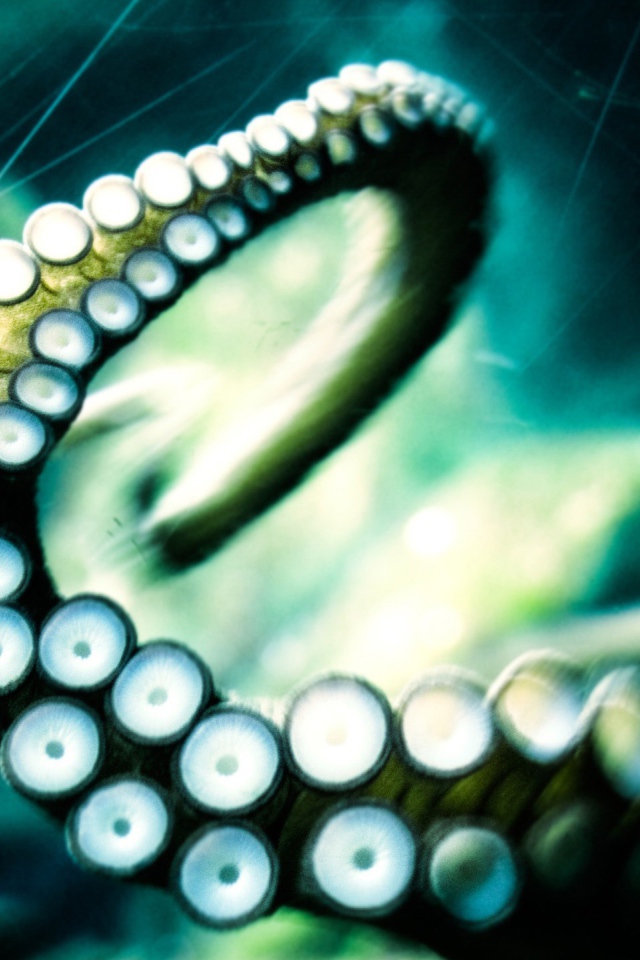 Щупальце осьминога