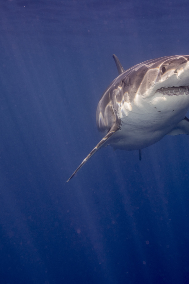 Зубастая акула в воде