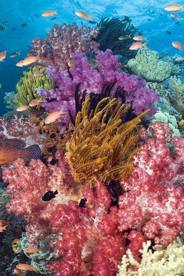 Тропические рыбы