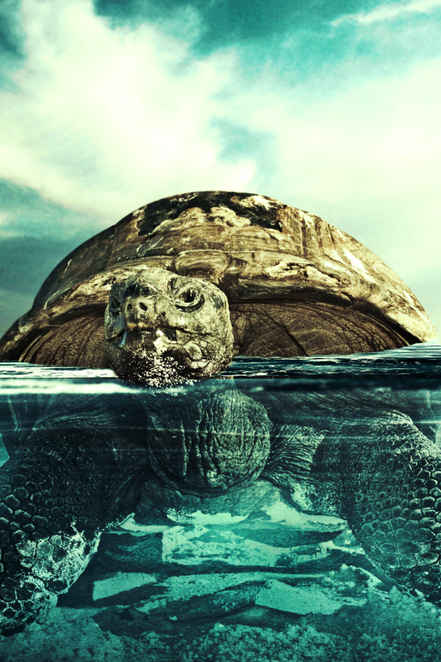 Черепаха плывет по воде
