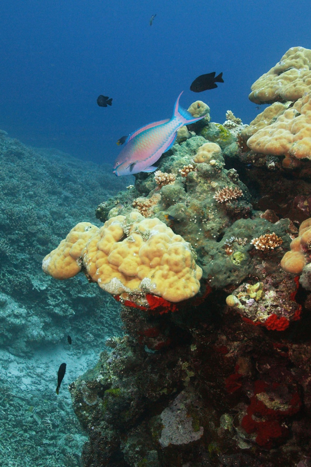 Подводный мир океана