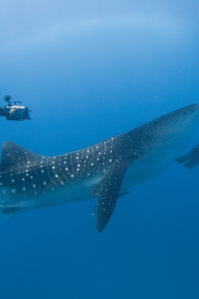 Китовая акула