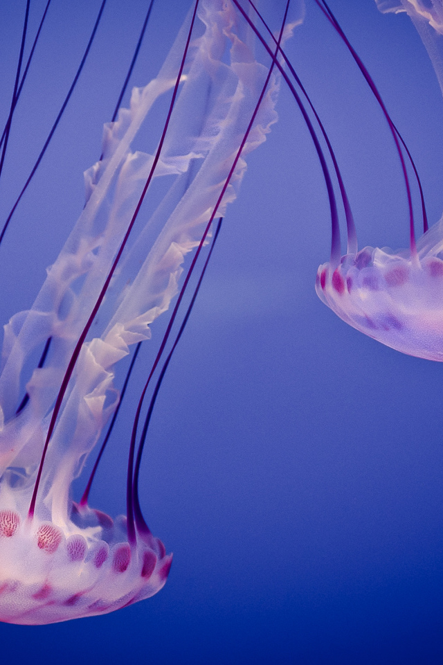 Медузы в синей воде