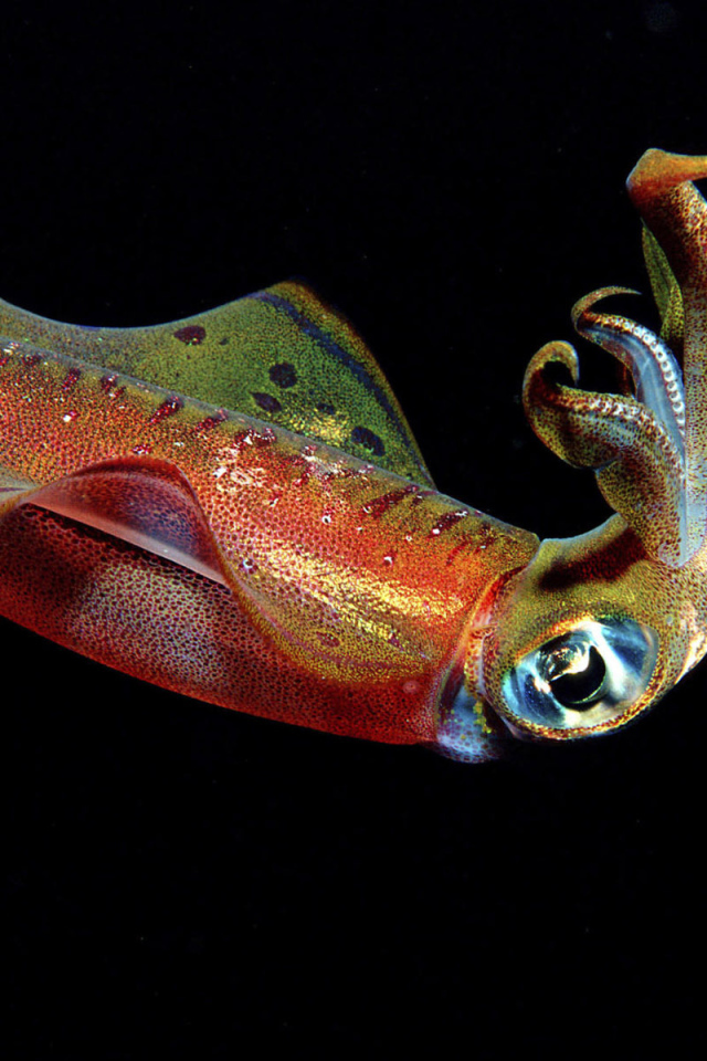 Цветной кальмар