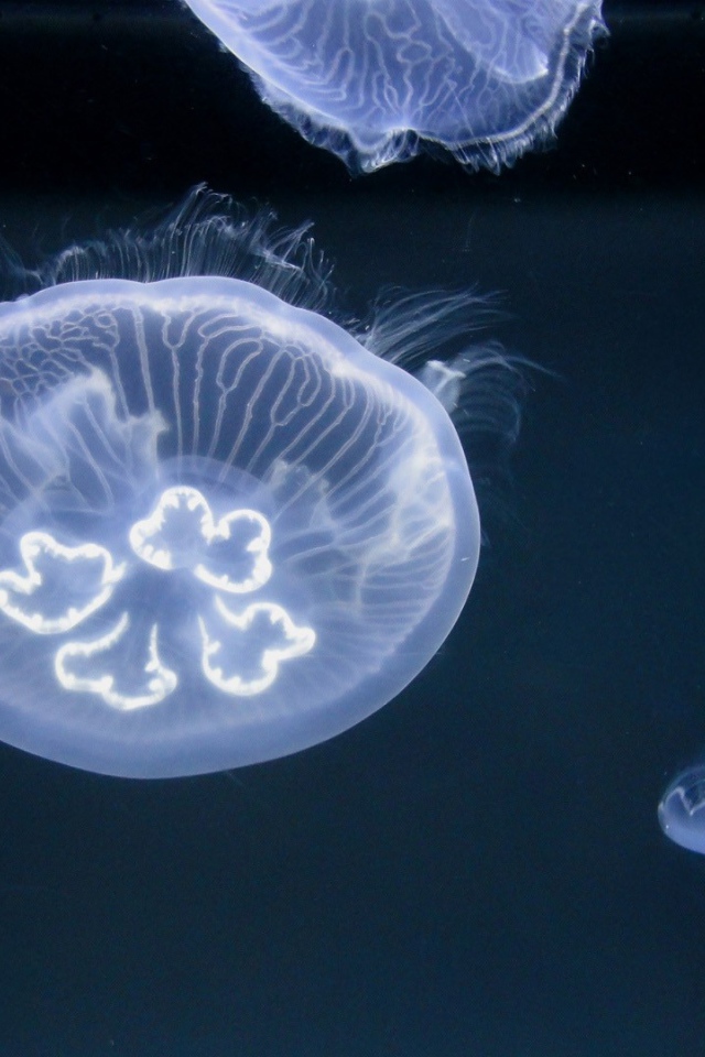 Медузы в океане
