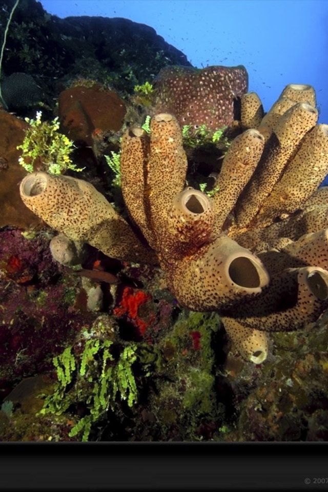 Жизнь на подводных камнях