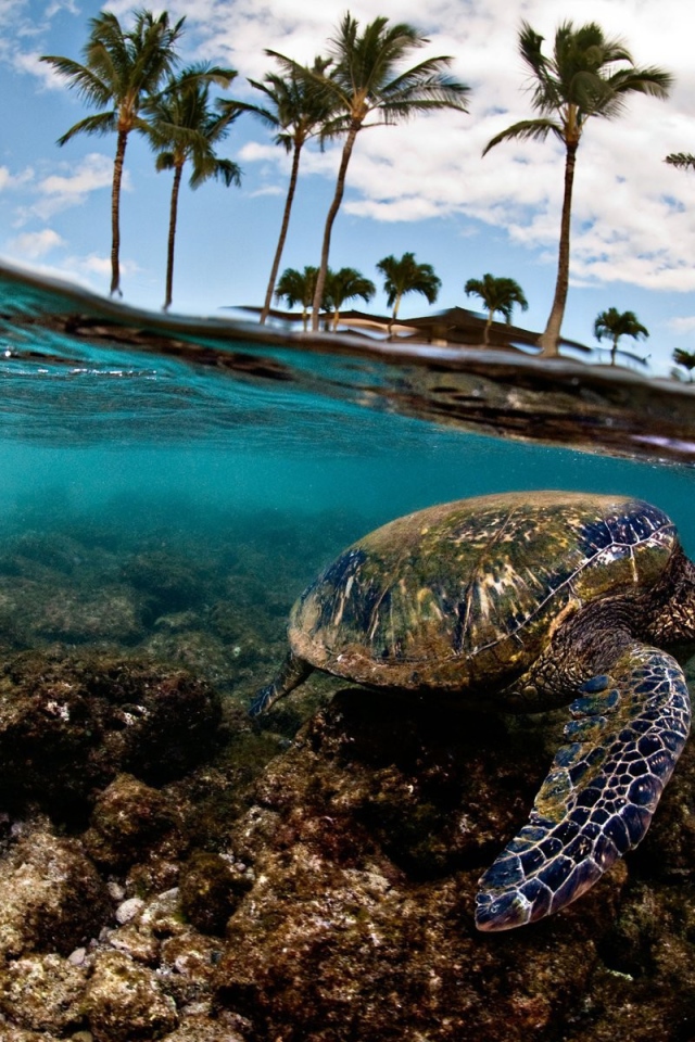 Морская черепаха плывет