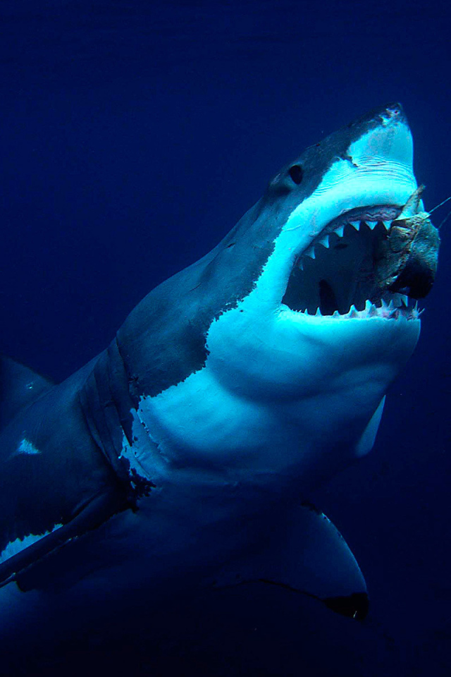 Акула хватает приманку